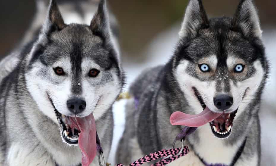 The Siberian husky was one of the specimens of selective breeding included in the study.