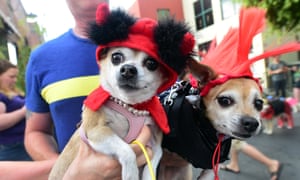 Pet dogs in costume