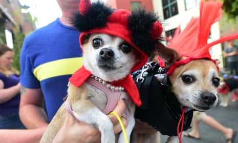 Dogs with busy social lives dress up for Halloween