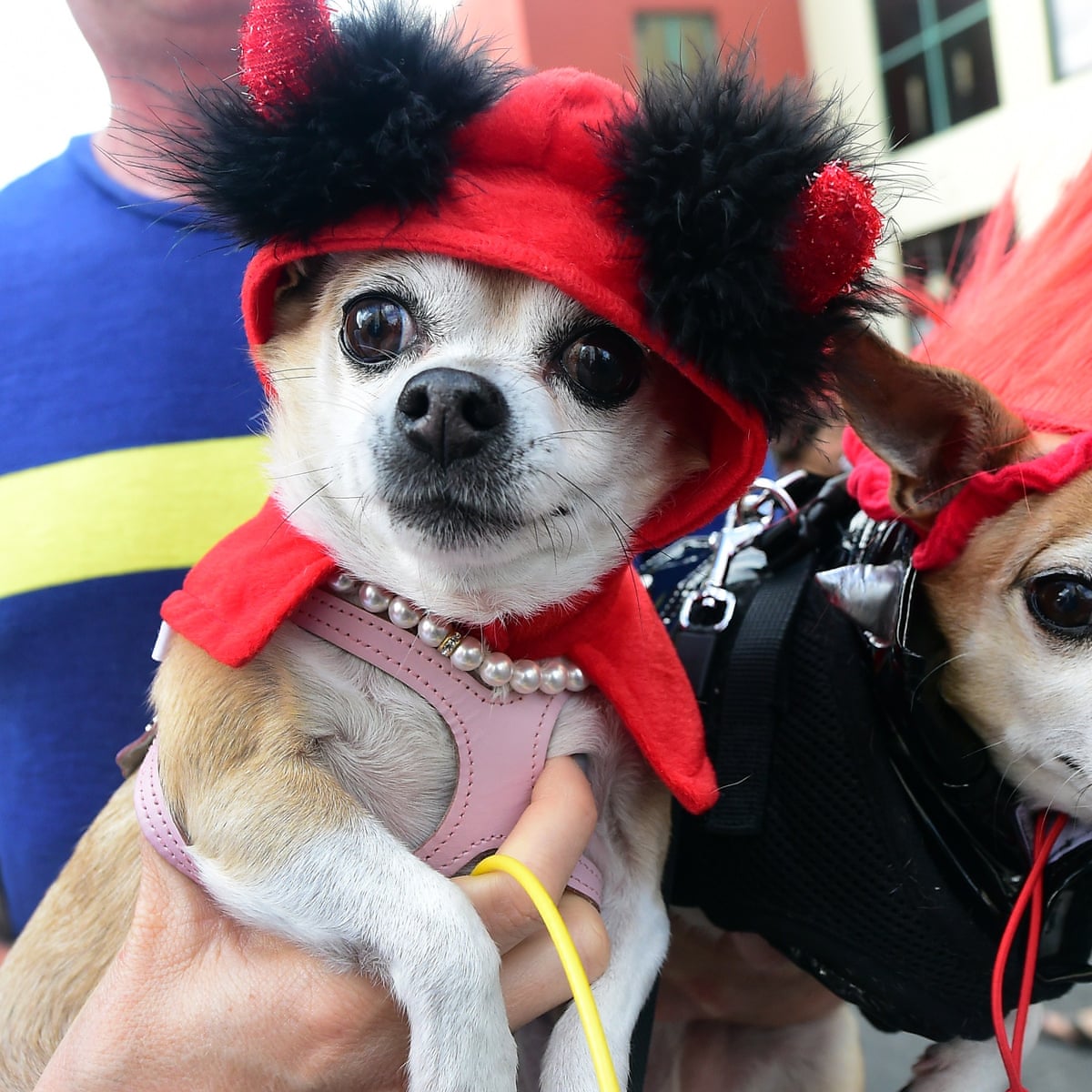 Trick Or Treat Should You Dress Up Your Dog For Halloween Life And Style The Guardian