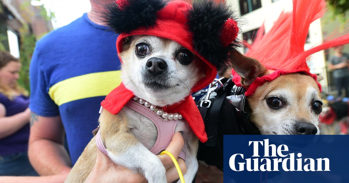 Trick or treat: should you dress up your dog for Halloween?