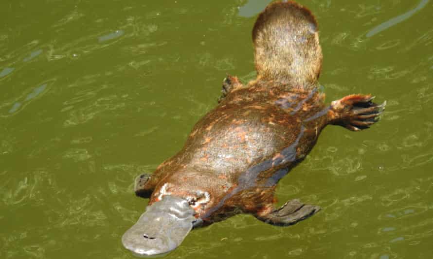Platypus pictures Platypus pictures