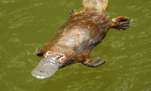 Platypus at Eungella, Queensland