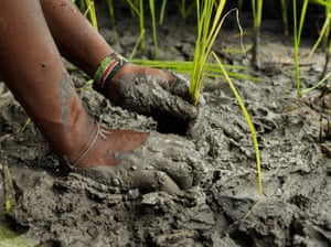 Rice seedlings being planted in the mud of a new paddy field.
