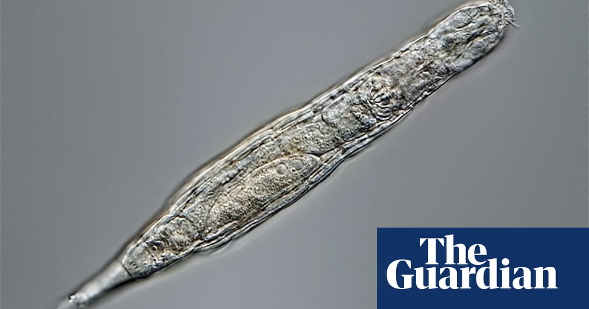 A microscopic worm-like creature, labelled an “evolutionary scandal” by biologists for having thrived for millions of years without having sex, ha