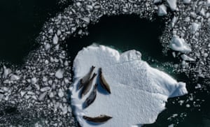 An aerial view of crabeater seals are seen on at Ardley Island that hosts many bird species and penguins, located in the north of Antarctic Peninsula