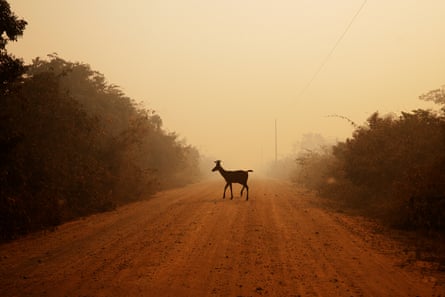 A marsh deer crosses a roadway amid thick smoke