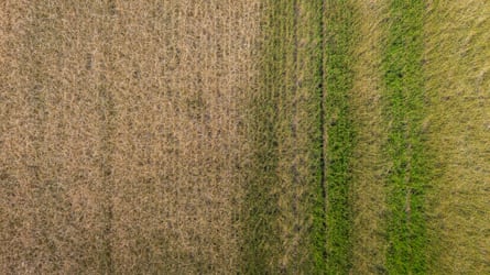 Brown, dried section to left, greener section to right