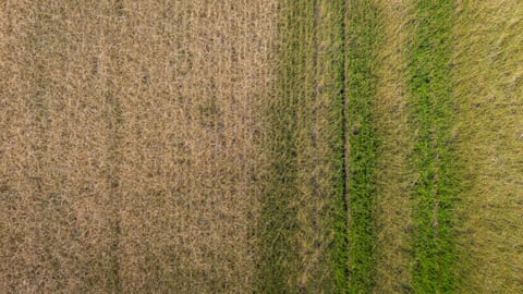 Brown, dried section to left, greener section to right