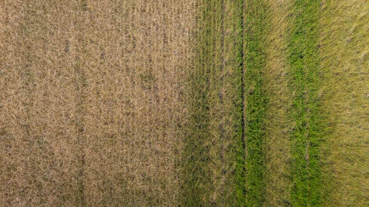Brown, dried section to left, greener section to right