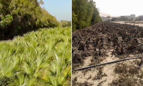The Washingtonia palm field in February 2016 and then in 2019.