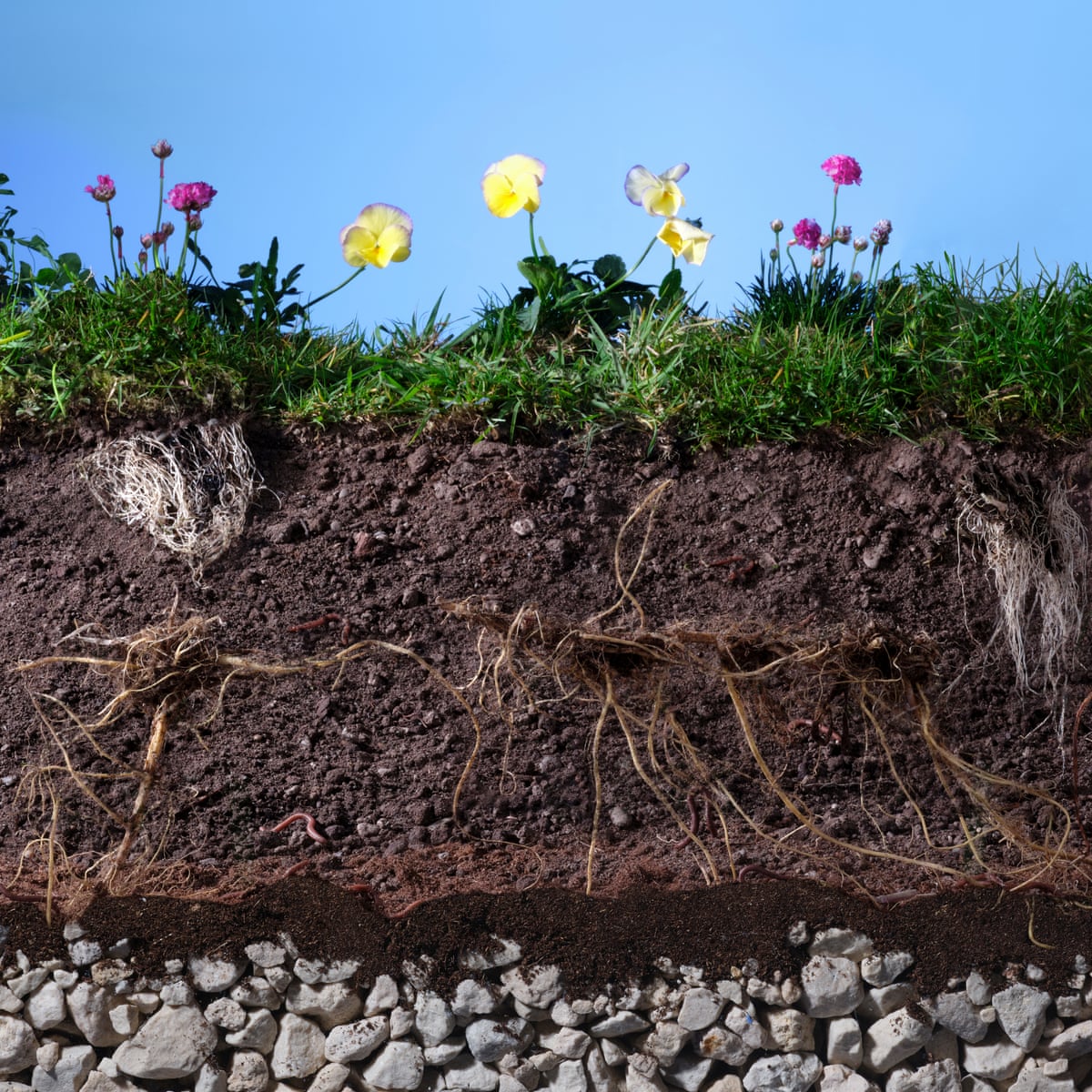 Transforming Concrete: The Power of Grass Growing on Cement Surfaces