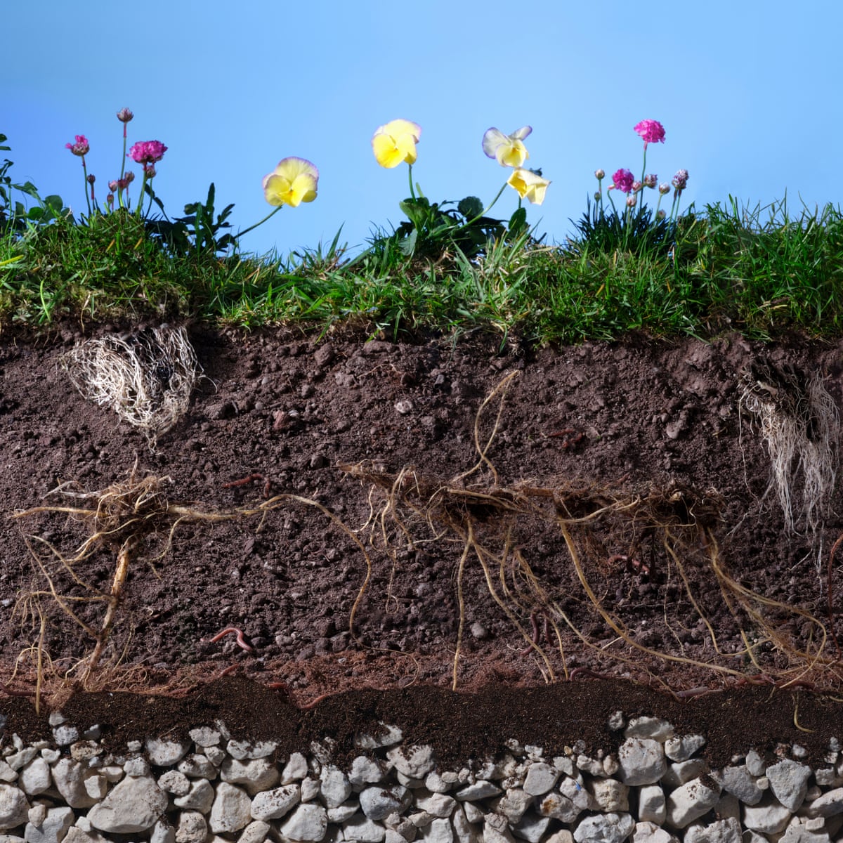 The secret world beneath our feet is mind-blowing – and the ...
