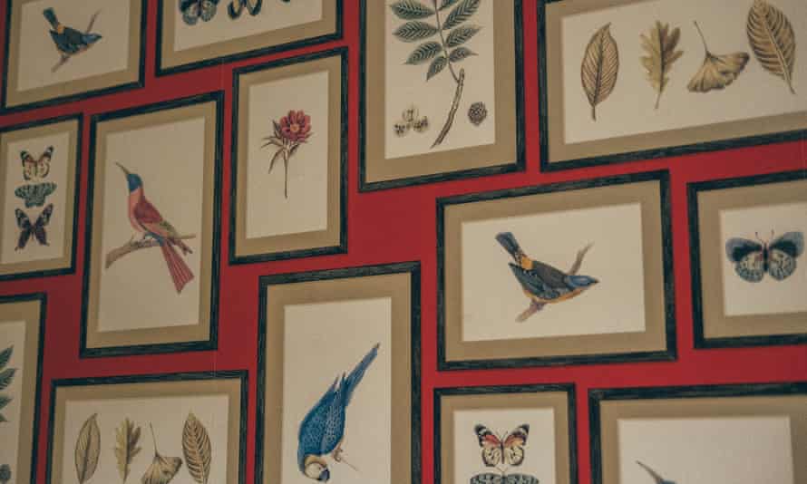 Framed flora and fauna drawings, Darwin's Townhouse