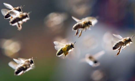 The EU banned three neonicotinoid pesticides in 2013 in the face of strong opposition from UK ministers. 