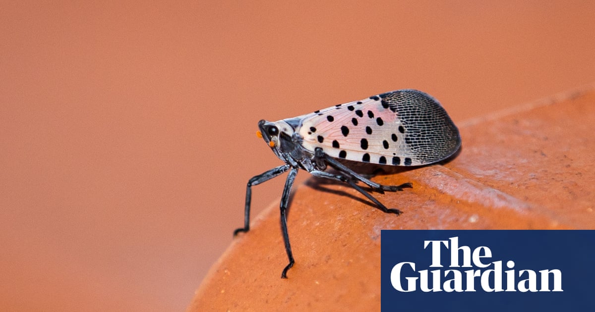 On the hunt with New York’s spotted lanternfly squishers: ‘I came to kill’