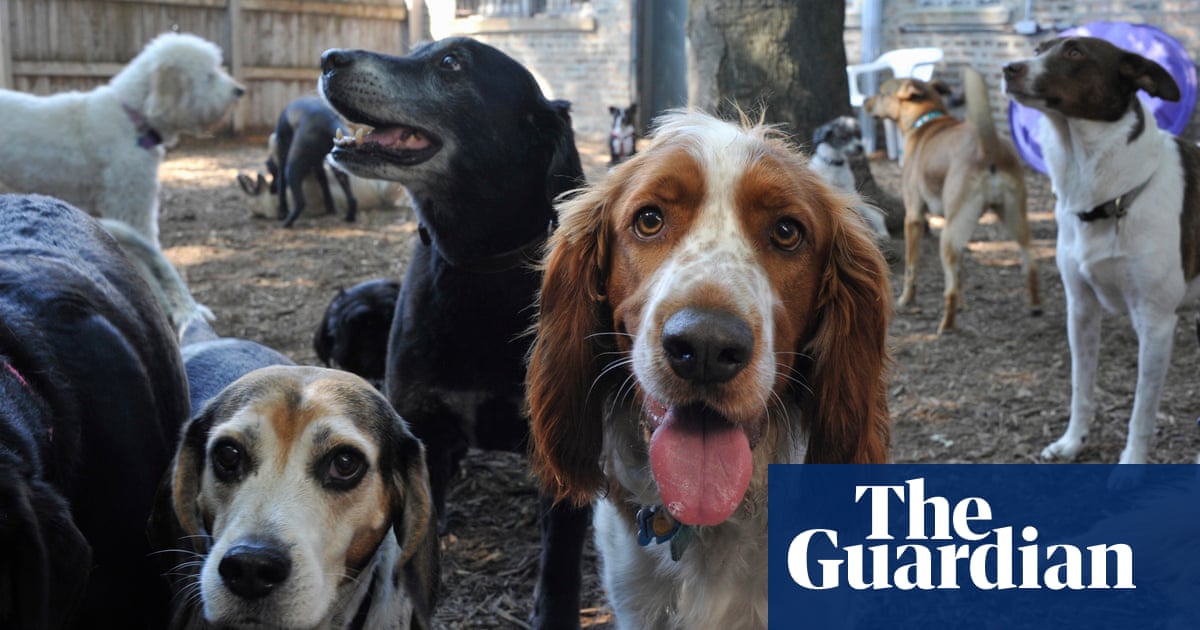 Dog behaviour has little to do with breed, study finds