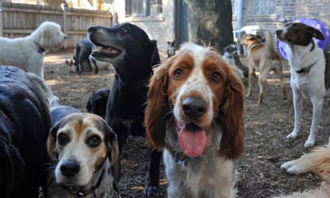 Dog behaviour has little to do with breed, study finds | Animal behaviour |  The Guardian