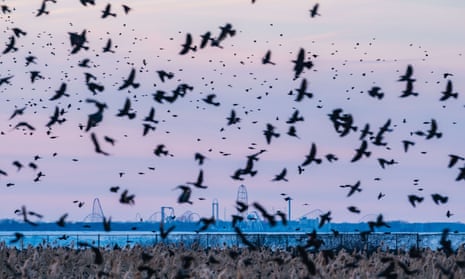 Murmurations of blackbirds, starlings and grackles gather in Huron, Ohio, earlier this year.