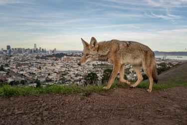 A coyote walking along a high ridge with an urban landscape in the distance below