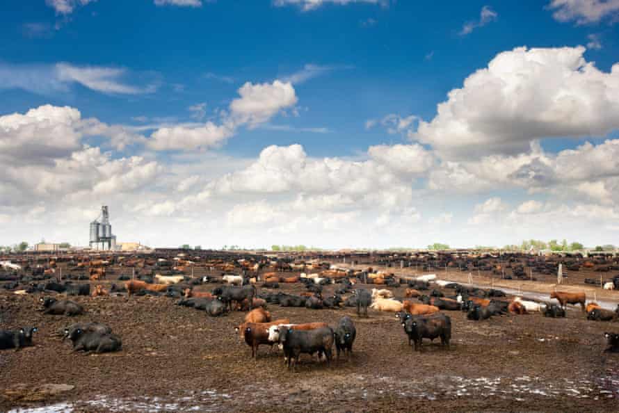 On large farms, like this beef feedyard in Nebraska, animals are often regularly given preventative doses of antibiotics.