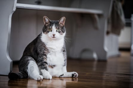 Fat Porn Memes - Fat felines: we all love a 'chonky' cat â€“ but the online trend has to end |  Cats | The Guardian