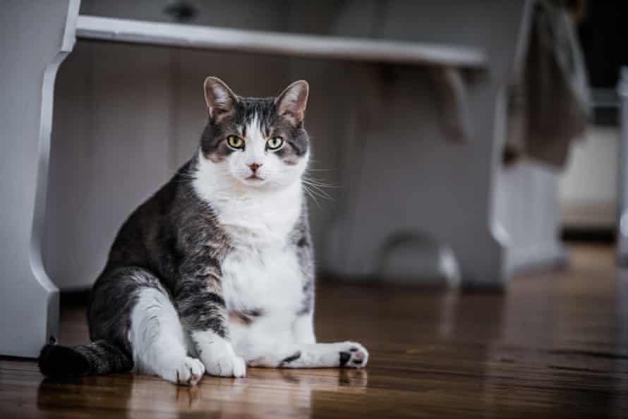 The cat sat ...