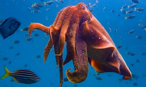 a large cuttlefish swims in blue water