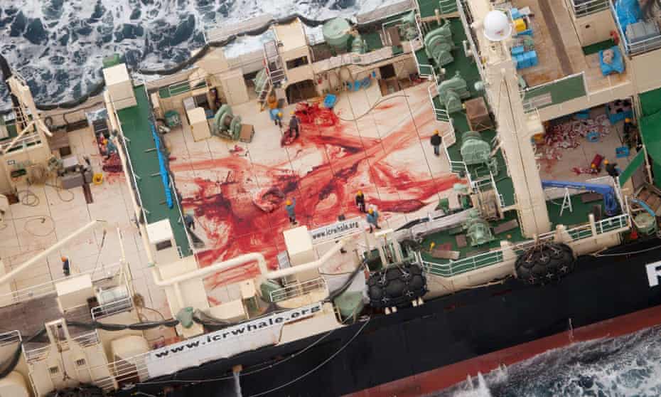 The blood-stained deck of the Japanese whaling vessel Nisshin Maru in January 2014. 