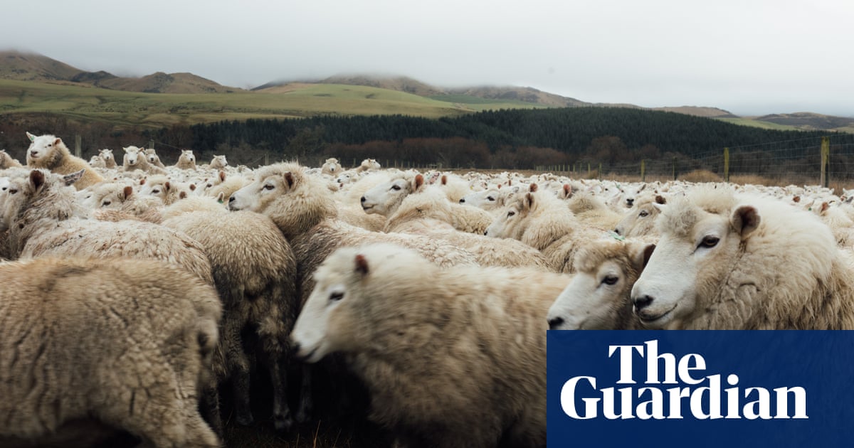 new-zealand-falls-out-of-love-with-sheep-farming-as-lucrative-pine-forests-spread