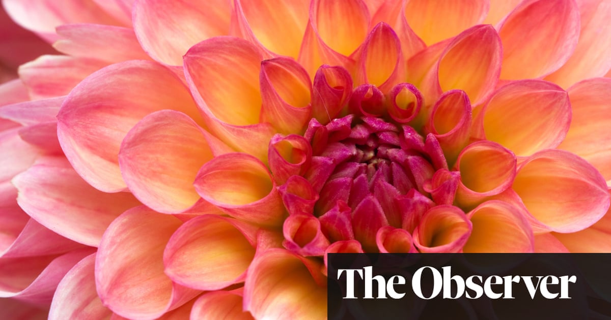 Don’t be scared of using Latin plant names | Life and style | The Guardian