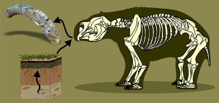 Chemical elements from the soil and water become incorporated in Diprotodon’s teeth