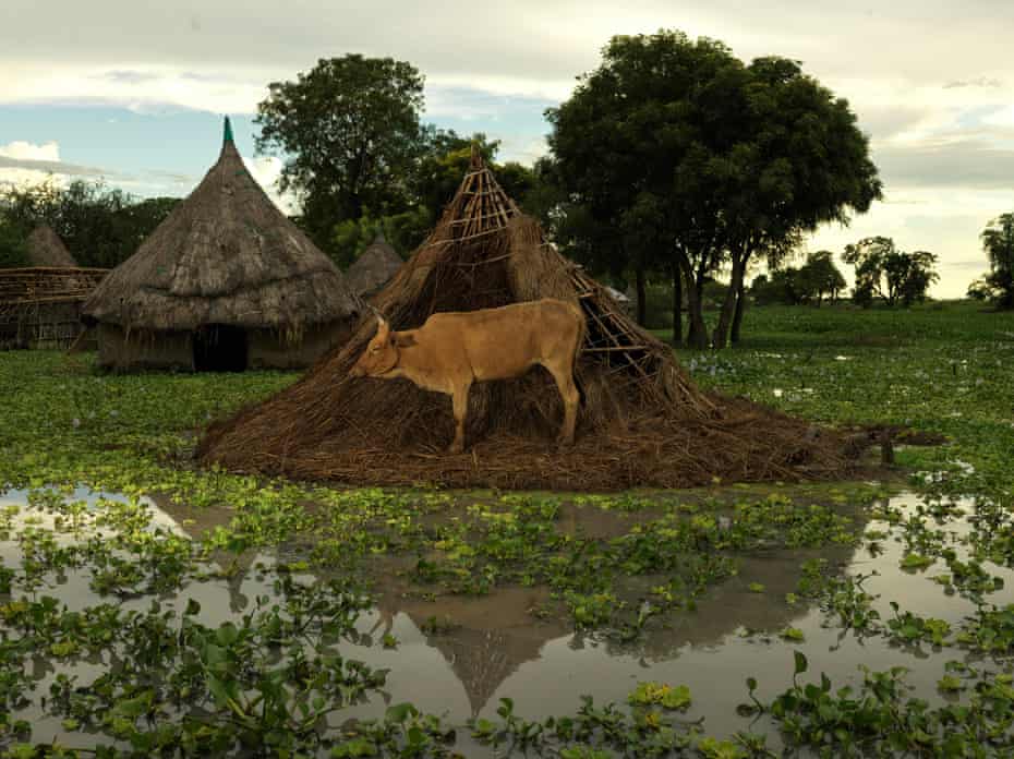 A cattle  eats the remains of a collapsed roof
