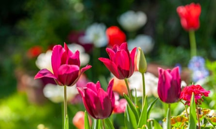Tulip merlot blooms, backlit by the sun, within a garden in springtime.
