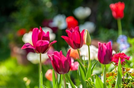 A close-up view of tulip merlot blooms, backlit by the sun, within a garden in springtime