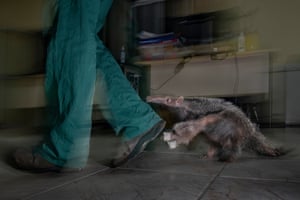 A giant anteater pup follows closely behind two human legs