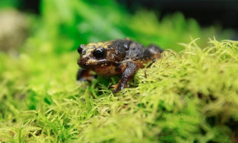 Victoria’s Baw Baw frog is at high risk of extinction. 