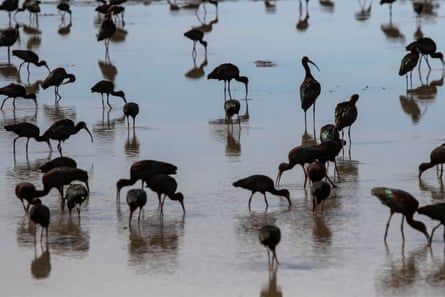 White faced ibis gather in a marsh along their migratory path in Nevada’s wetlands.