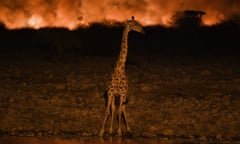 A giraffe in arid landscapes