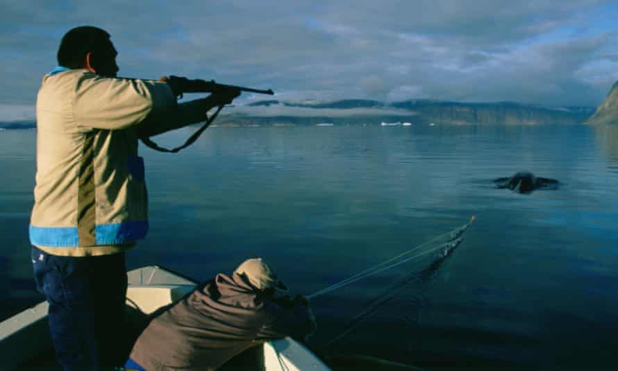 A hunter stands up in a boat to shoot at a narwhal while another person holds on to a line attached to the whale