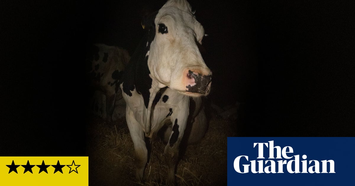 Cow review – Andrea Arnold’s first documentary is meaty slice of bovine socio-realism
