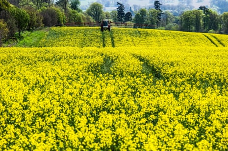 Oilseed rape crops must be intensively managed for farmers to attain high yields, and this means high use of pesticides. 