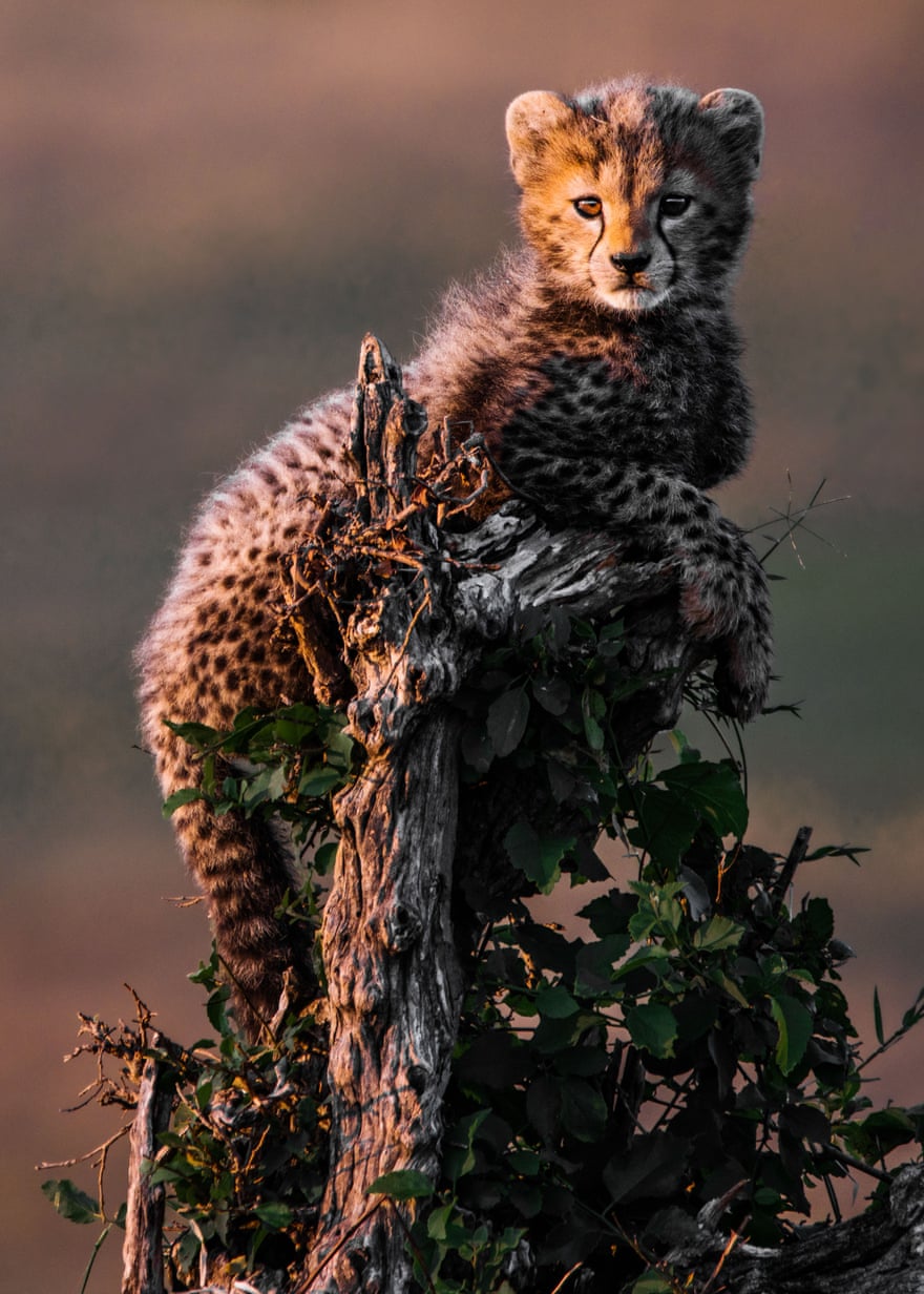 Cheetah, vulnerable, Maasai Mara national reserve, Kenya
