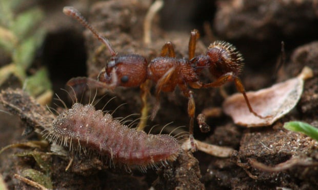 Una pequeña hormiga adopta una gran larva azul.