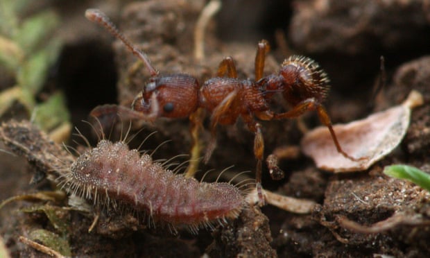 A young large blue caterpillar is adopted by an unsuspecting ant.