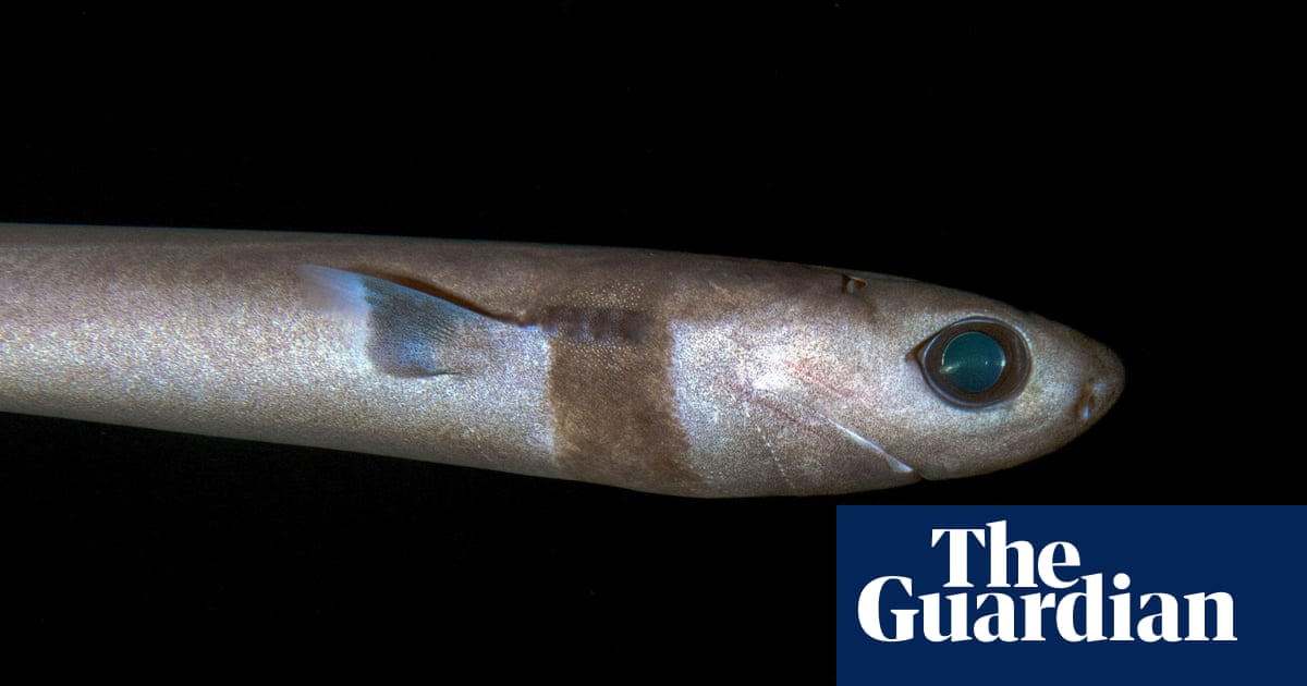 I'm obsessed with deep sea sharks: their bioluminescent spots are just visible in the pitch black environment they live in