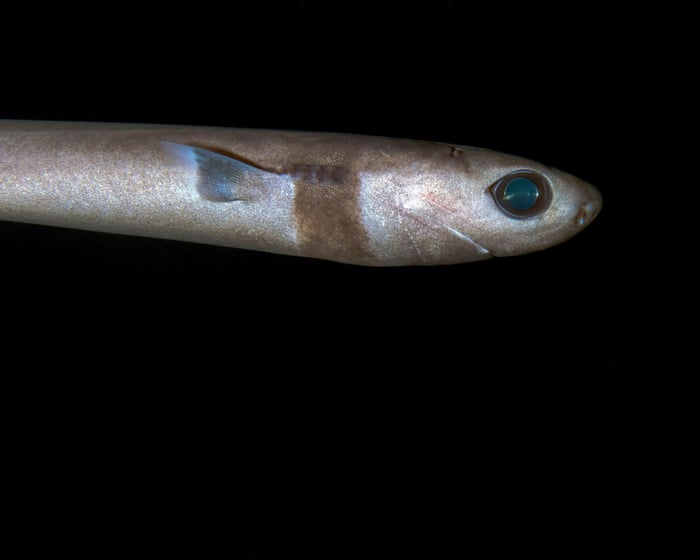 I’m obsessed with deep sea sharks: their bioluminescent spots are just visible in the pitch black environment they live in