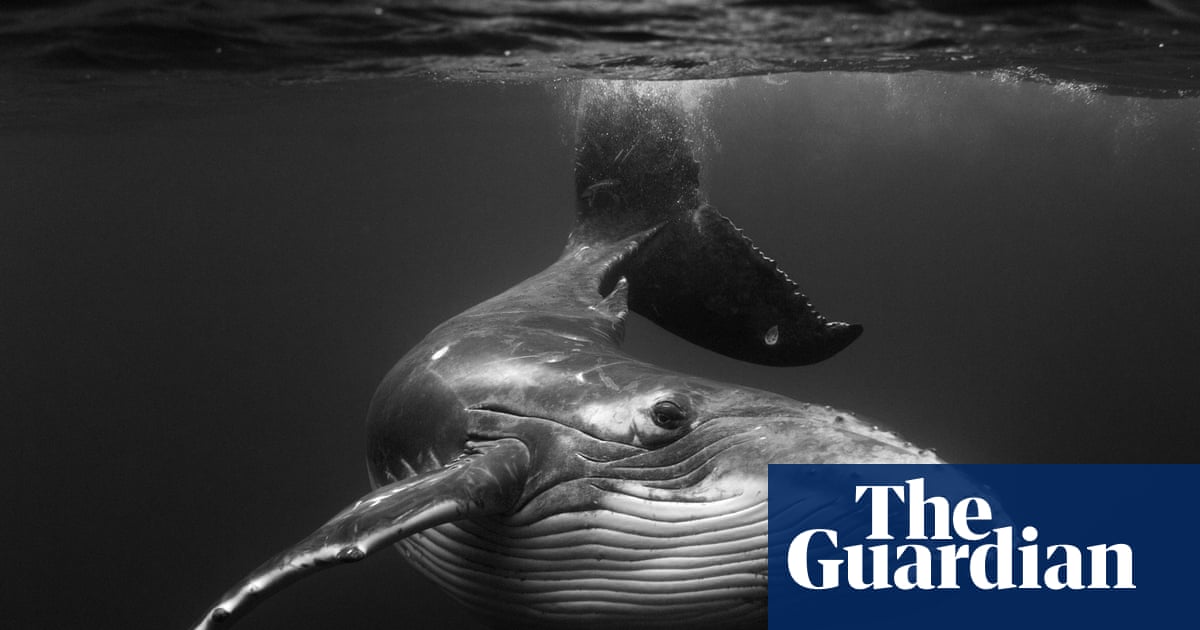 Jem Cresswell's striking whale images  in pictures