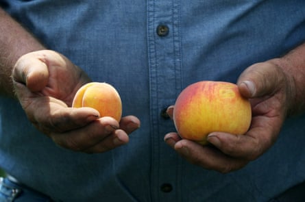Bill Bader shows a comparison between a healthy peach, right, next to one of the smaller peaches that have been a common sight in his orchard, near Campbell, Mo.