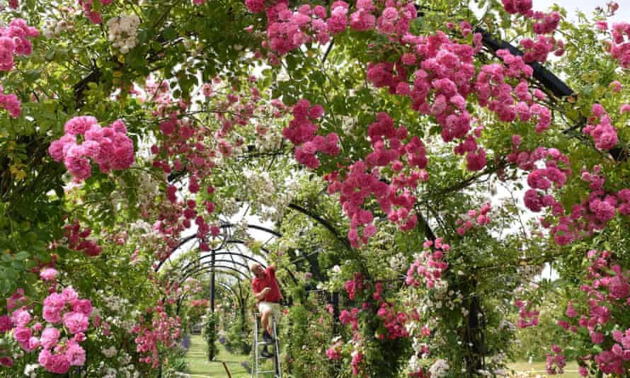 rose arch at peter beales